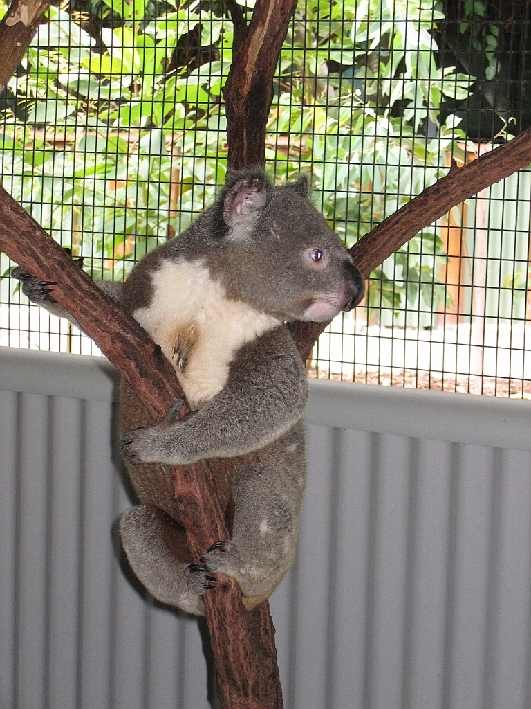 CairnsTC174 Cairns Tropical Zoo.jpg